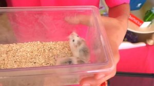 ЧТО ПОДАРИЛИ АЛИСЕ ИЗИ НА ДЕНЬ РОЖДЕНИЯ? / ОГРОМНЫЙ ПОДАРОК / СОБАКА? / ХОМКИ? / Alisa Easy Pets