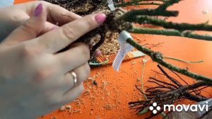 Саженцы роз от питомника  Елены Иващенко.    Роза Супер гранд аморе .Стоят ли они своих денег?