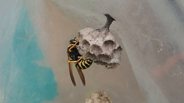 Бумажные осы строят новое гнездо. Часть 1 смотреть онлайн