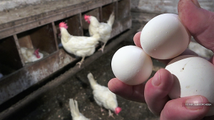 Хозяйство Воронова | Куры | Вкус и польза домашних куриных яиц зависит от кормления. Рассказываю
