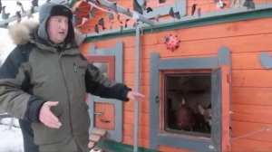 ОПАСНО. Древесная зола для кур несушек.