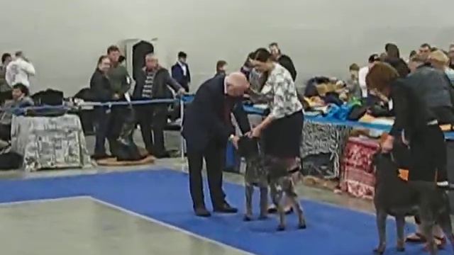 Евразия 2 лучший кобель смотреть онлайн