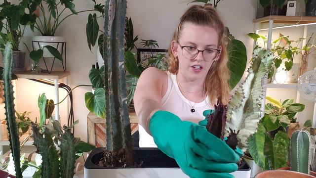 Cactus Garden Potting & Tanks Green Stuff Soil Review смотреть онлайн
