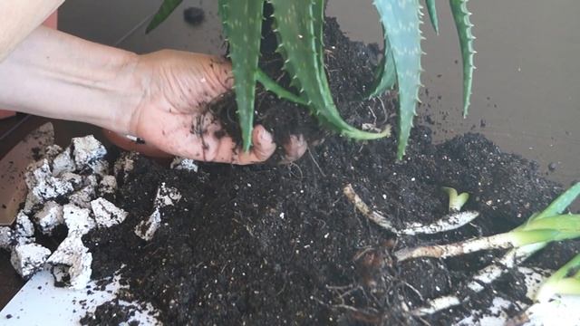 Как пересадить алоэ. Рассаживаем деток алоэ-вера
