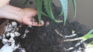 Как пересадить алоэ. Рассаживаем деток алоэ-вера