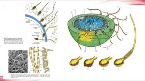 Эмбриология человека. Ранний эмбриогенез.