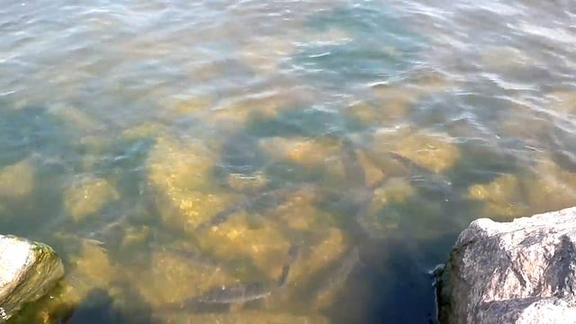 Нерест плотвы в Финском заливе смотреть онлайн