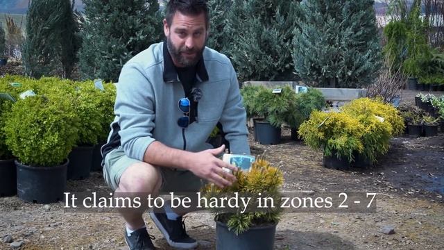 Carsten’s Wintergold Mugo Pine