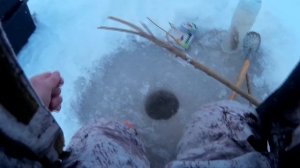 Установка поставушек на налима / Налим на ерша