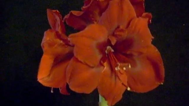 Amaryllis Bulb Grand Diva смотреть онлайн