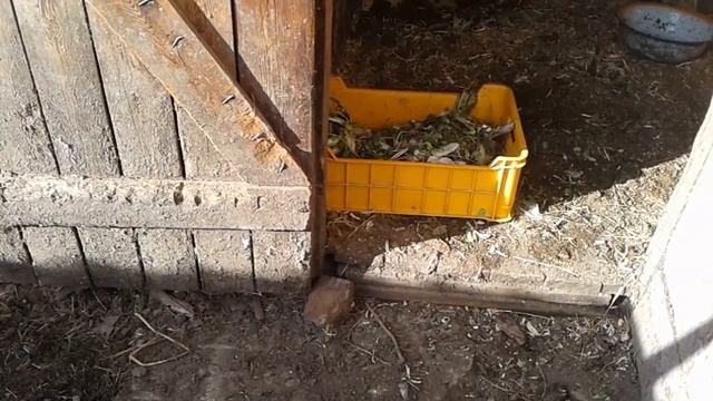 Осенние утро на моей зооферме. Свиньи породы Кармал и все, все, все. смотреть онлайн