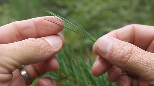 Pinus strobus identification смотреть онлайн