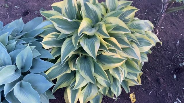 Сад хост в Бийске. 9 июня 2022 г.Хосты.Хоста. Хосты у подруги Светланы смотреть онлайн