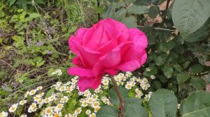 Роза Барон ЭдмОн де Ротшильд, 2 года