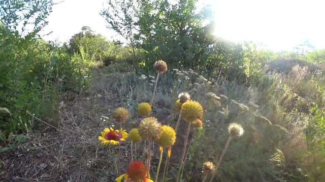 Красивые цветы слева от чертополоха летом 2021 года смотреть онлайн