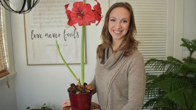 My Amaryllis Addiction Grows & I Need Your Help! // Northlawn Flower Farm смотреть онлайн