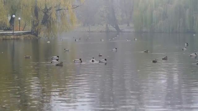 Городской парк - чудо рядом смотреть онлайн