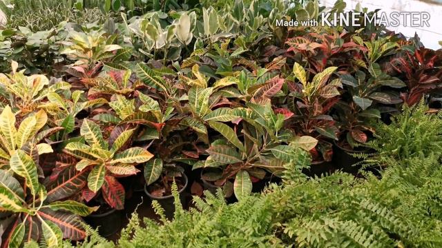 حلقات توضيحية من مشتل السلسبيل الكوديوم(الكروتون)(حلقة25) смотреть онлайн