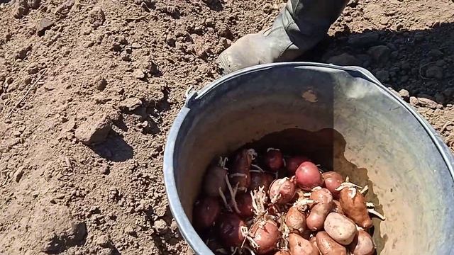 Два способа посадки картофеля. смотреть онлайн