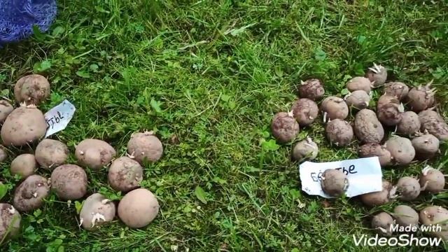 Отличный сорт картофеля. Рекомендую. смотреть онлайн