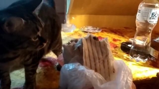 Мама пяти кошек из Запорожья. Лапа- хулиганка . Немного скупилась . смотреть онлайн