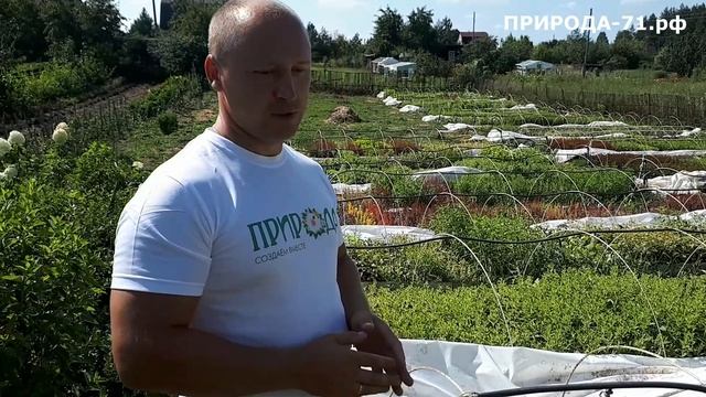 Мичуринский питомник Обзор череночника. смотреть онлайн