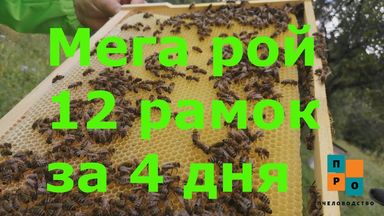 Мега рой, 4 дня и12 рамок отстроены. смотреть онлайн