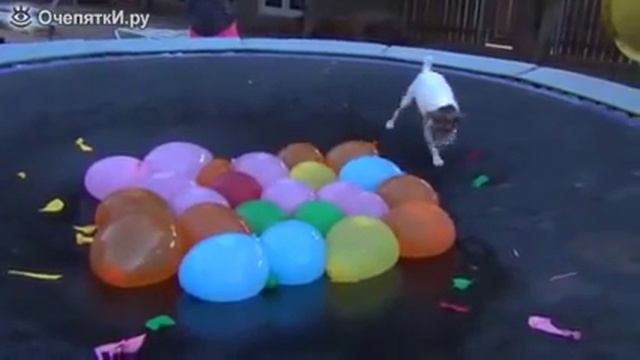 Пёс дербанит шарики с водой смотреть онлайн