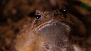 Жаба ага интересные факты, животные Южной Америки, амфибии, ага