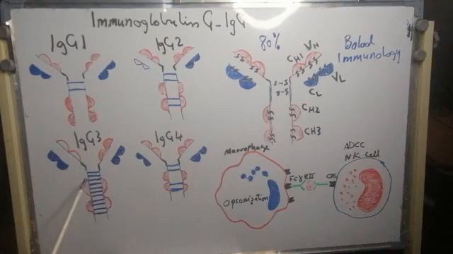 IgG-Immunoglobulin G смотреть онлайн