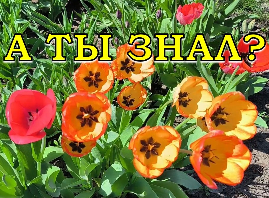 ТЮЛЬПАНЫ ОТЦВЕЛИ🌷🌷🌷 Это нужно сделать обязательно☝☝☝