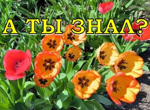 ТЮЛЬПАНЫ ОТЦВЕЛИ🌷🌷🌷 Это нужно сделать обязательно☝☝☝