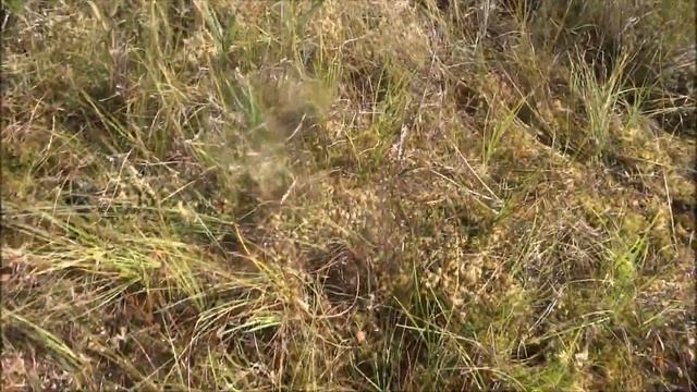 Собираем клюкву на болоте смотреть онлайн