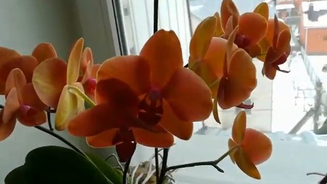 СРАВНИВАЕМ ОРХИДЕИ SURF SONG И GOLDEN BRICK ❣️❤️????????#PHALAENOPSIS #ORHIDS #ORJIDEA#FLOR ??❤️