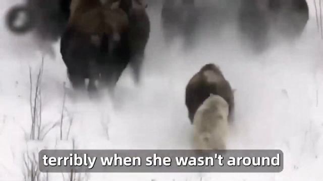Crying Bear Blocked The Car,The Driver Was Shocked When He Found Out The Reason