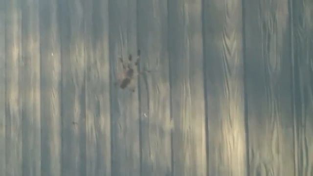 Nephila Clavipes смотреть онлайн