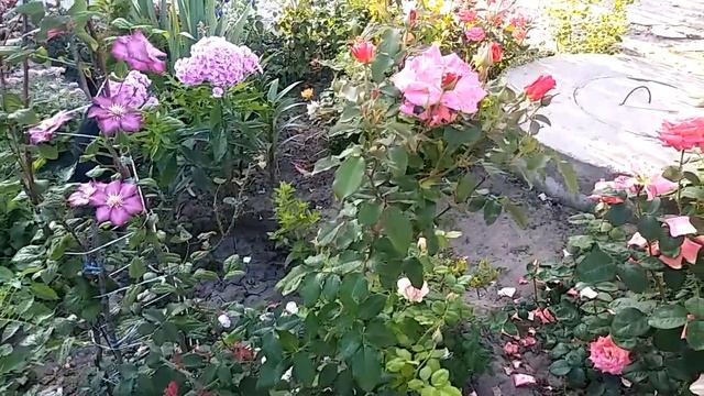 Роза Фрайзингер Моргенрете Кордес. Парковая роза. смотреть онлайн