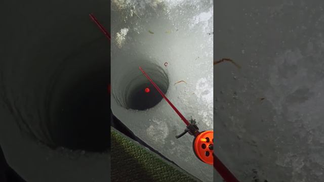 В поисках рыбы новые места смотреть онлайн