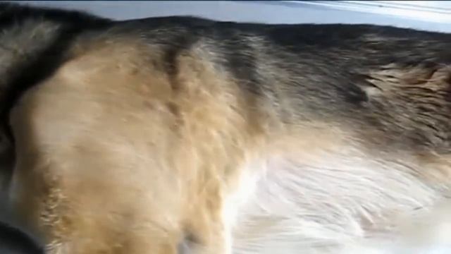 Шишки у кошек и собак смотреть онлайн