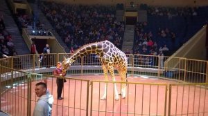 "ЖИРАФ БАГИР", "ЖИРАФ- ШОУ", ИВАНОВСКИЙ ЦИРК