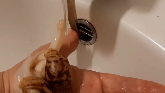 купание улиток ахатин смотреть онлайн