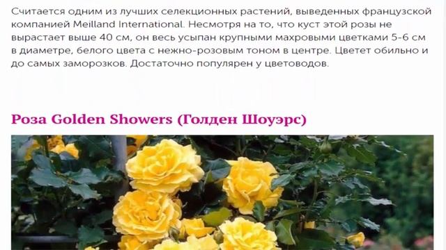 Розы для начинающих садоводов 10 популярных сортов смотреть онлайн