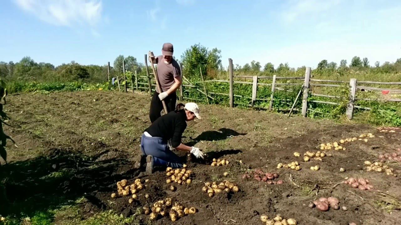 Часть первая, Копка картошки. смотреть онлайн
