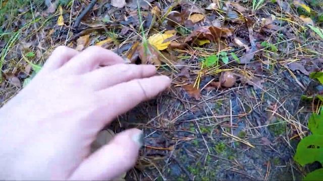 У природы нет плохой погоды | Не можем усидеть дома | Сбор грибов в пасмурную погоду смотреть онлайн
