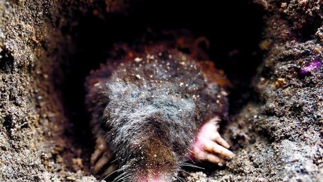 Как избавиться от кротов на участке. 100% способ!