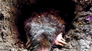 Как избавиться от кротов на участке.  100% способ!