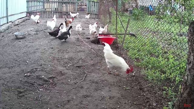 Ворон ворует утят и цыплят смотреть онлайн