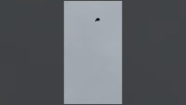 10.11.23 Голуби Миши Клепикова т.89371724236, Кряж, пригород г.Самары. Олег Костяков смотреть онлайн