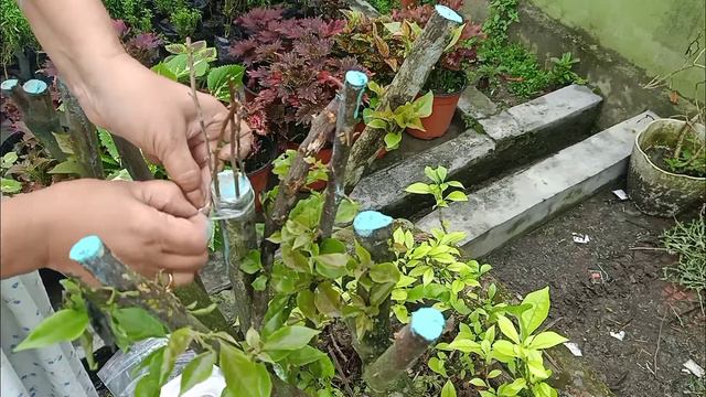 Bougainvillea grafting process// বগেনভেলিয়া যোৰা কলম কেনেকৈ কৰে// смотреть онлайн