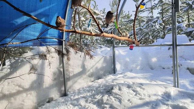 Где у птиченьки рученьки? смотреть онлайн